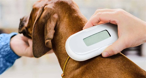 microchipping-5.jpg